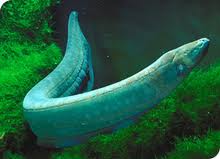 BC Electric eel