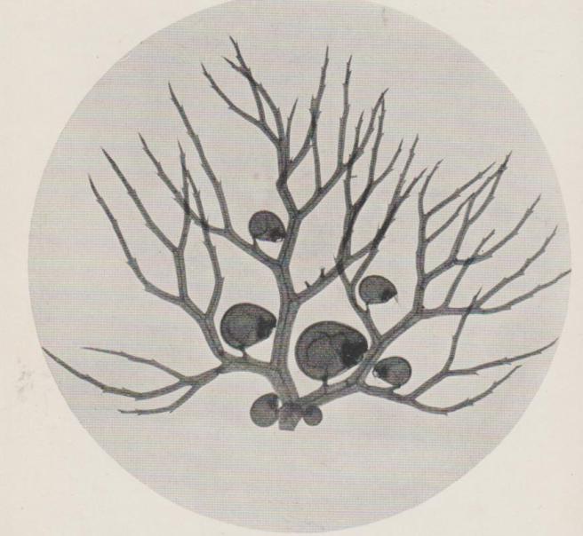 Carnivorous plant 001