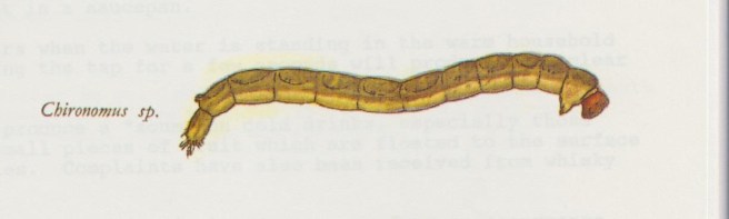 Chironomid Larva 001 (2)