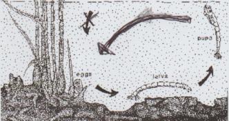 Chironomid Partheno 001