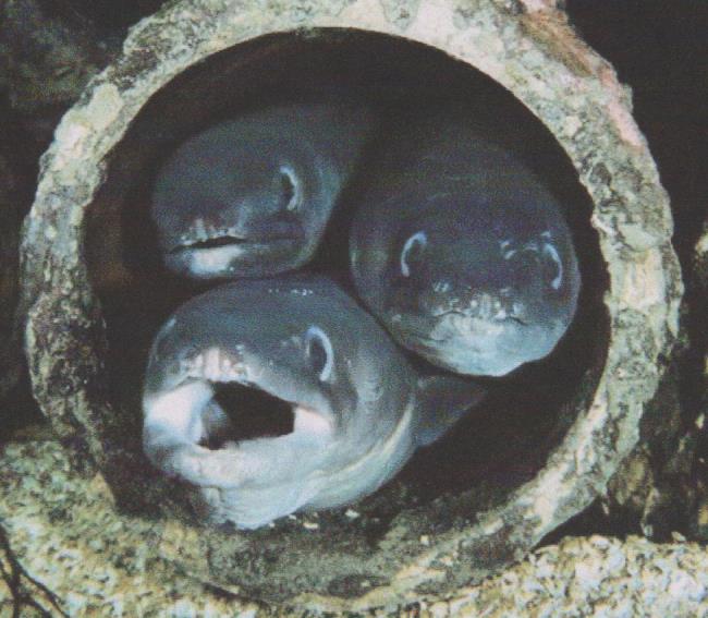 Eels in pipe only 001