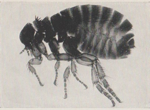 Human Flea F 001