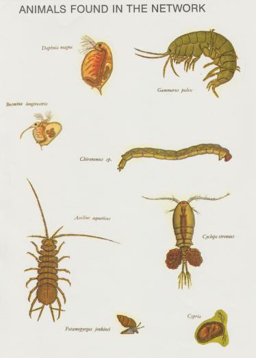 J10 Animals in Mains 001 (2)