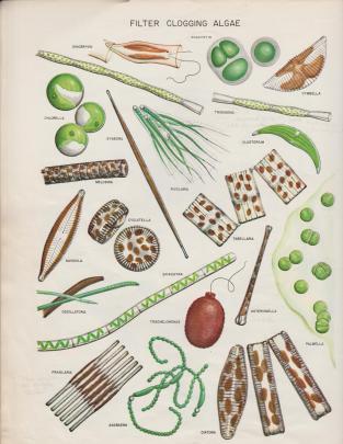 L8 Filter Clogging Algae 001 (2)
