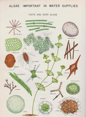 L8 Taste and Odour Algae 001 (2)