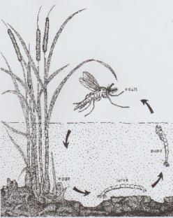 Midge life cycle 2 001